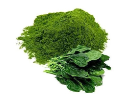 Dehydrated Spinach Powder